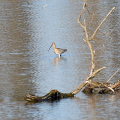 Brachvogel