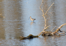 Brachvogel