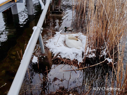 Schwan mit Ente