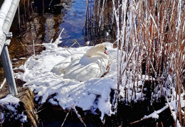 Schwan brütet in Stock