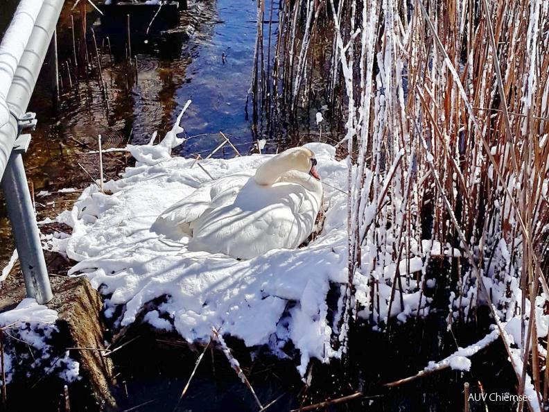 Schwan brütet in Stock