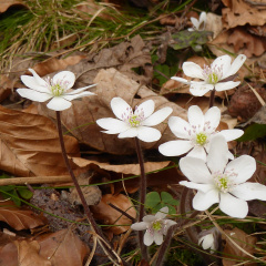 weiße Leberblümchen