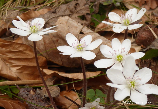 weiße Leberblümchen