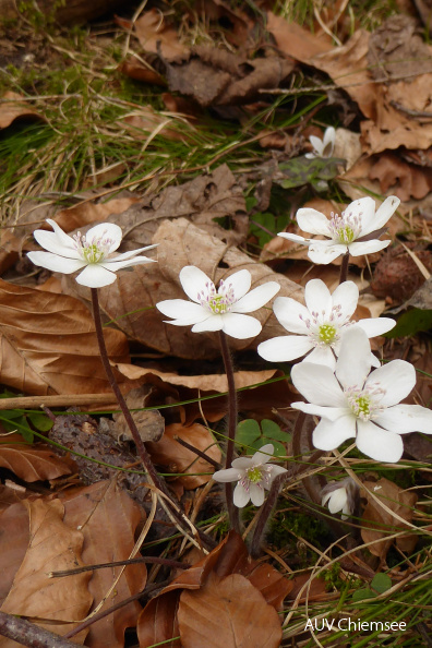 AktNatBeo-210405-dh-3_Weisse_Leberbluemchen.JPG