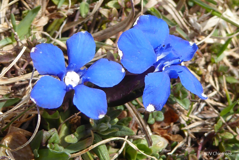 Frühlingsenzian
Mit einem Klick! zur Fotogeschichte mit weiteren Bildern
Am Schachenberg / 5. April 2021 / Foto: Dagmar Haitzinger
AktNatBeo-210405-dh-9_Fruehlingsenzian.JPG