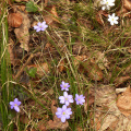 lila und weiße Leberblümchen