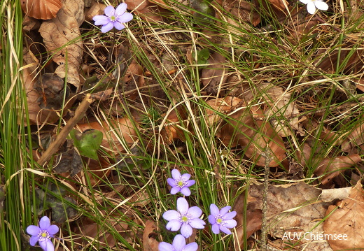 lila und weiße Leberblümchen