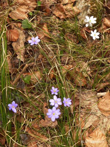 AktNatBeo-210405-dh-1_Lila_und_weisse_Leberbluemchen-gedreht.jpg