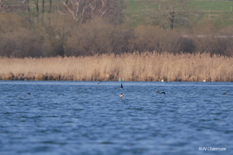 Schwalben
Mit einem Klick! zur Fotogeschichte mit weiteren Bildern
Schafwaschener Bucht / 7. April 2021 / Foto: Johannes Almer
AktNatBeo-210407-ja-7_Schwalben.jpg