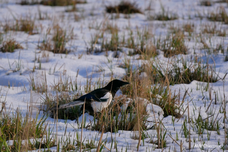 AktNatBeo-210407-ja-5_Elster.jpg