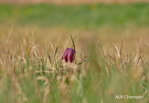 Schachblume