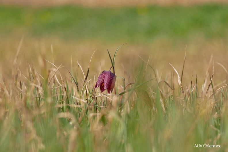 AktNatBeo-210422-ja-06_Schachblume-1140pix.jpg