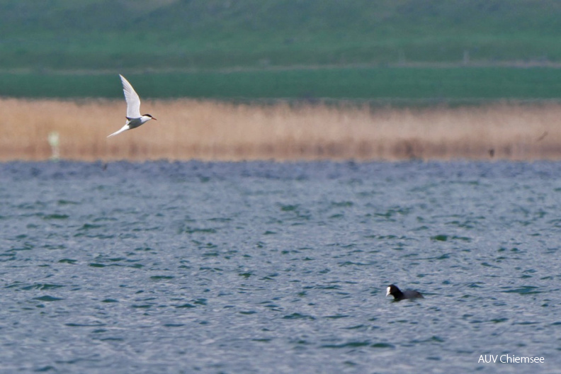 AktNatBeo-210422-ja-03_Flussseeschwalbe_Jagend2-1140pix.jpg