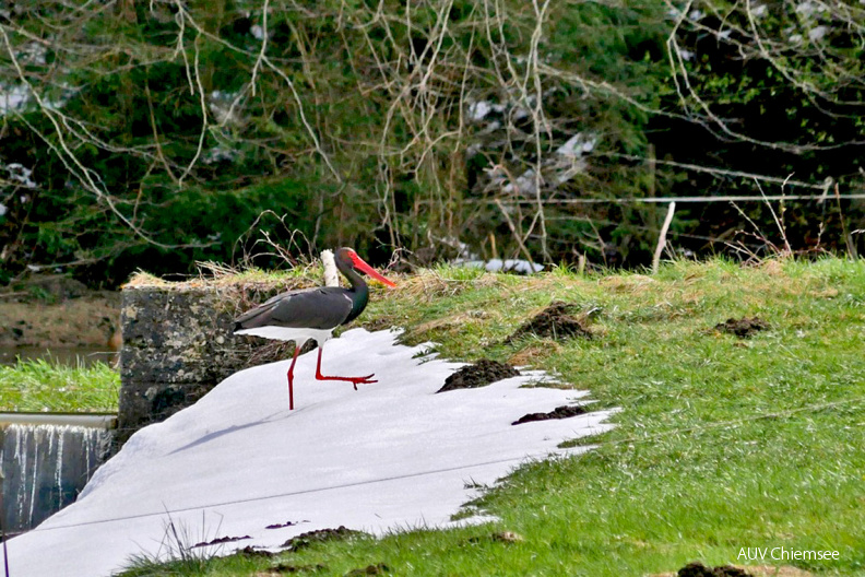Schwarzstorch
Mit einem Klick! zur Fotogeschichte mit weiteren Bildern
Bernau am Chiemsee / 21.04.2021 / Foto: Johannes Almer
AktNatBeo-210422-ja-01_Schwarzstorch-1140pix.jpg