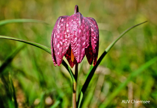 Schachblume