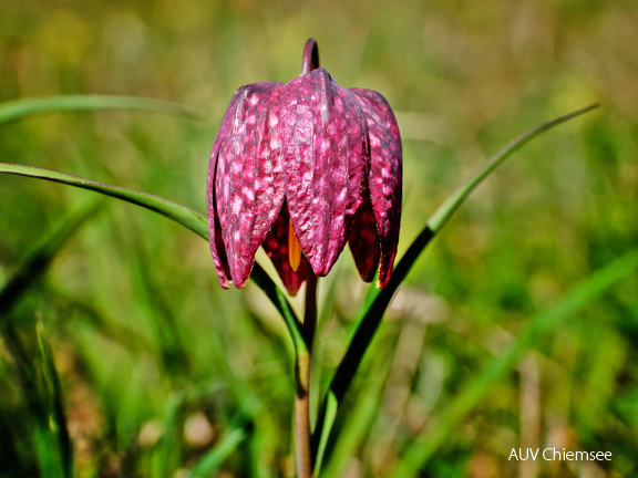 Schachblume