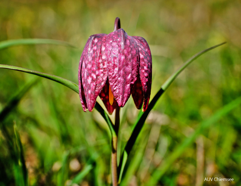 AktNatBeo-210423-kw-Schachblume-DSF3258-1500pix.jpg