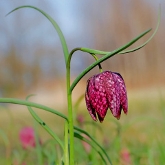 Schachblume