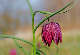 Schachblume