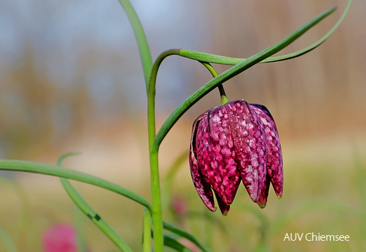 Schachblume