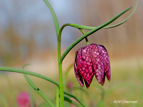 Schachblume