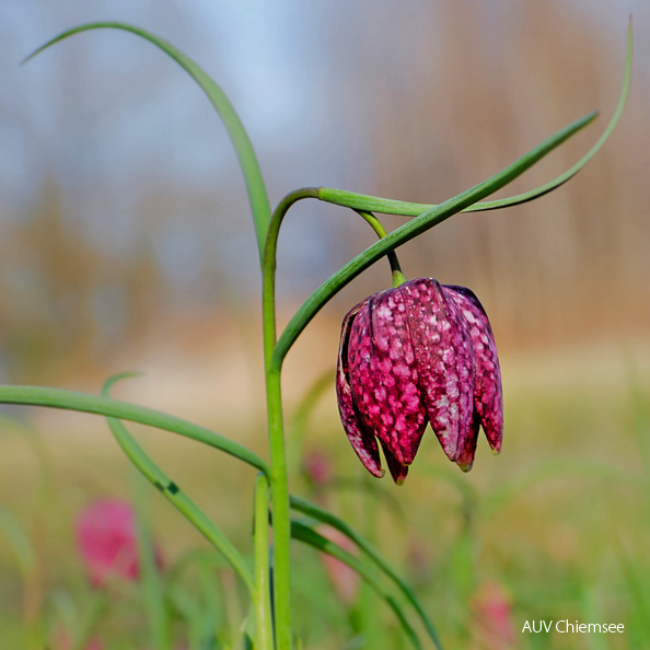 AktNatBeo-210424-kw-Schachblume-DSF3372-1500pix.jpg