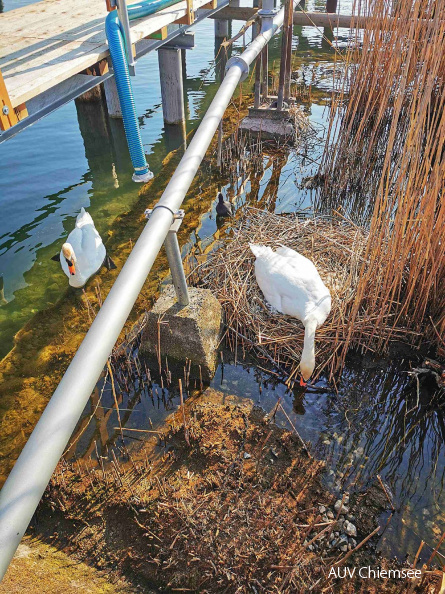 brütender Schwan
Mit einem Klick! zur Fotogeschichte mit weiteren Bildern
nordwestlicher Chiemsee / 25.04.2021 / Foto: Axel Löffler
AktNatBeo-210425-al-kl-IMG_20210425_084722-1500pix_h.jpg