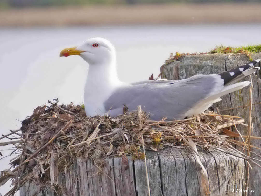 brütende Möwe