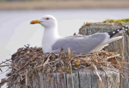 brütende Möwe