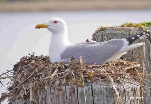 brütende Möwe