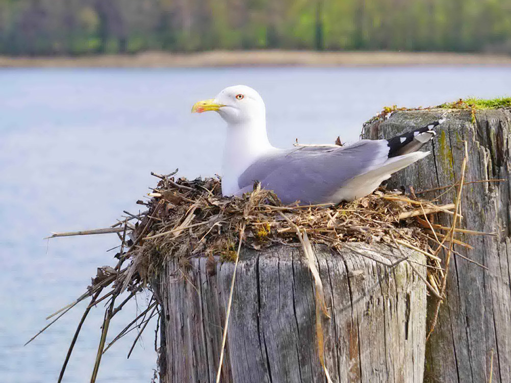 brütende Möwe