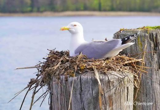brütende Möwe