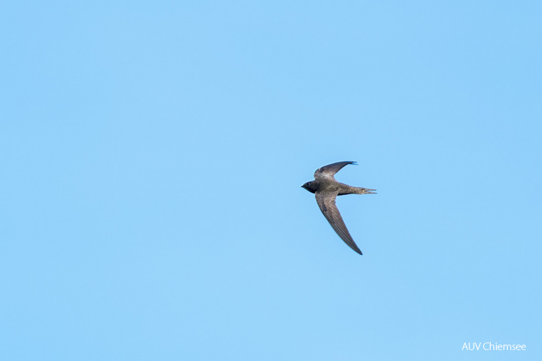 AktNatBeo-210508-ta-10_HB_Mauersegler.jpg