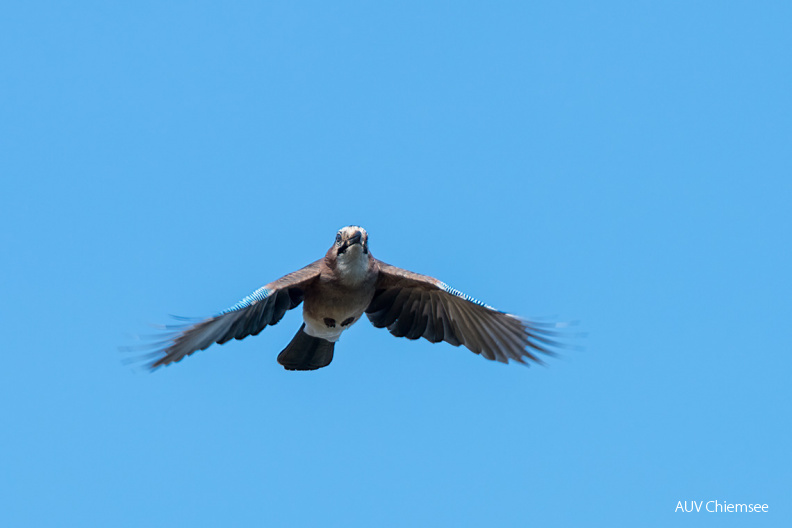 AktNatBeo-210508-ta-07_HB_Eichelhaeher.jpg