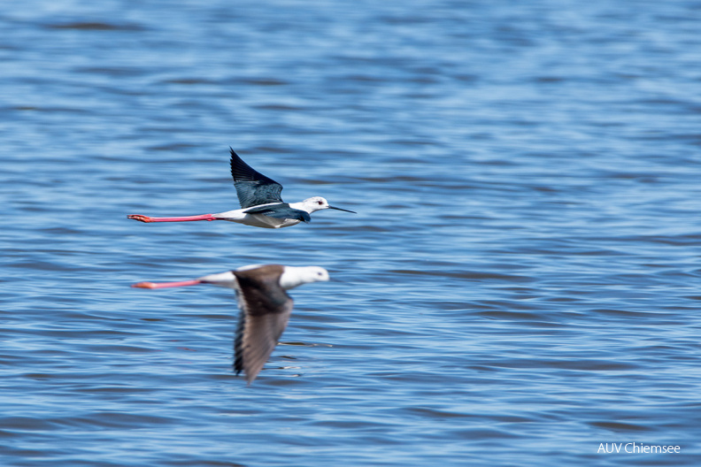 Stelzenläufer
Mit einem Klick! zur Fotogeschichte mit weiteren Bildern
Beobachtungsturm Hirschauer Bucht / 8. Mai 2021 / Foto: Thomas Alberer
AktNatBeo-210508-ta-14_HB_Stelzenlaeufer..jpg