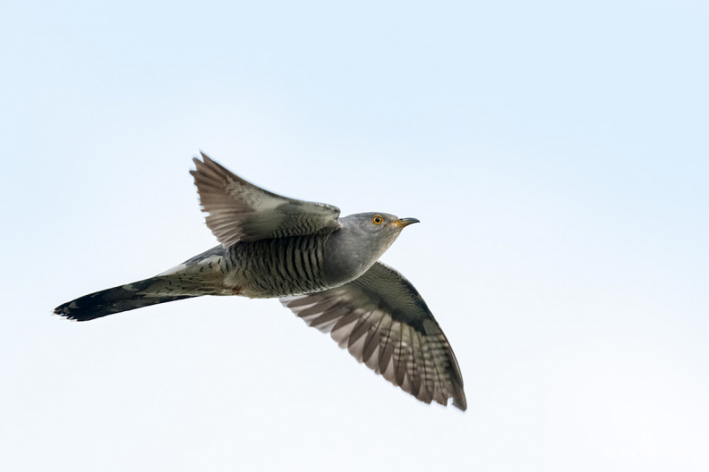 Kuckuck
Mit einem Klick! zur Fotogeschichte mit weiteren Bildern
Beobachtungsturm Hirschauer Bucht / 14. Mai 2021 / Foto: Thomas Alberer
AktNatBeo-210514-ta-02_HB_Kuckuck.jpg