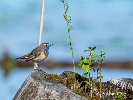 Blaukehlchen