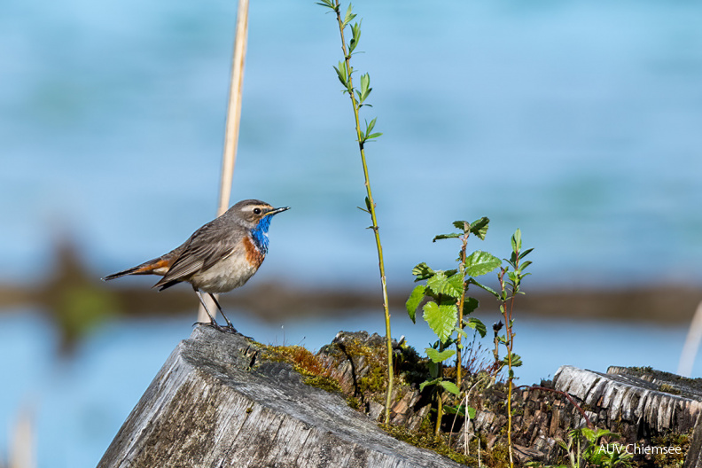 AktNatBeo-210514-ta-11_HB_Blaukehlchen.jpg.jpg