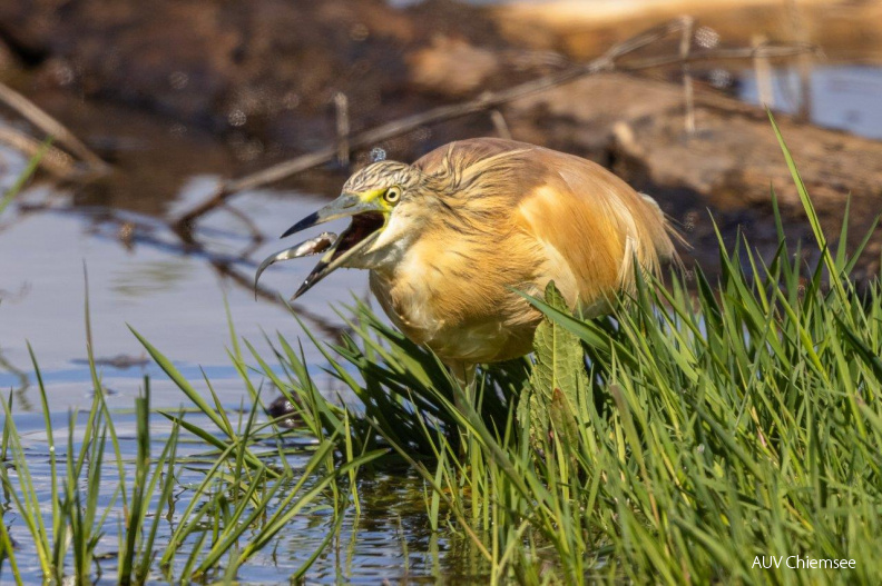 Rallenreiher mit Fisch
Mit einem Klick! zur Fotogeschichte mit weiteren Bildern
Beobachtungsturm Hirschauer Bucht / 16. Mai 2021 / Foto: Andreas Hartl
AktNatBeo-210516-ah-09-Rallenreiher_HiB_(7).jpg
