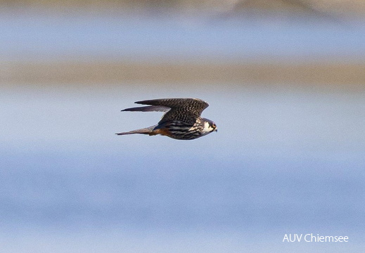 Baumfalke