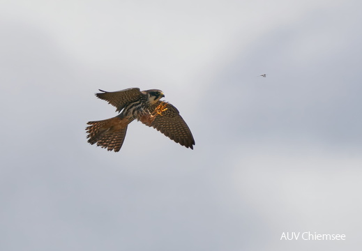 Baumfalke + Eintagsfliege