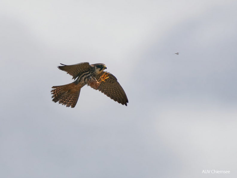 Baumfalke + Eintagsfliege