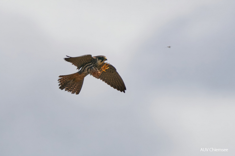 AktNatBeo-210522-ka-Baumfalke+Eintagsfliege-3e0aea8.jpg