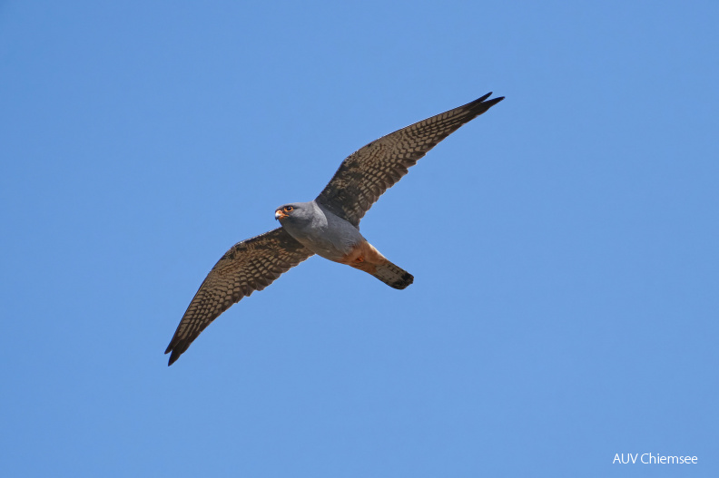 AktNatBeo-210522-ka-Rotfussfalke-Maennchen_im_Prachtkleid-0439cee.jpg