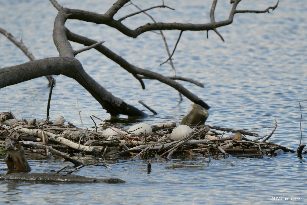 aufgegebenes Höckerschwan-Gelege