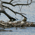 aufgegebenes Höckerschwan-Gelege