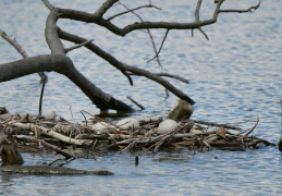 aufgegebenes Höckerschwan-Gelege