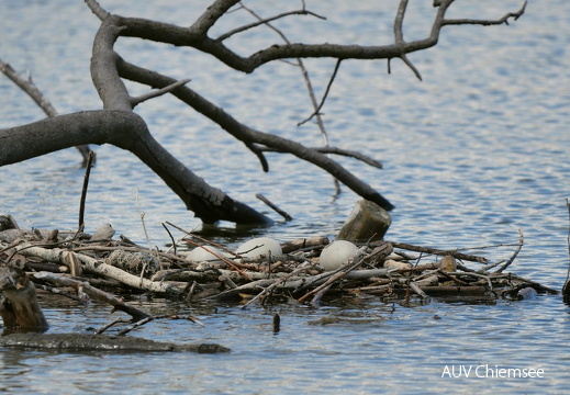aufgegebenes Höckerschwan-Gelege