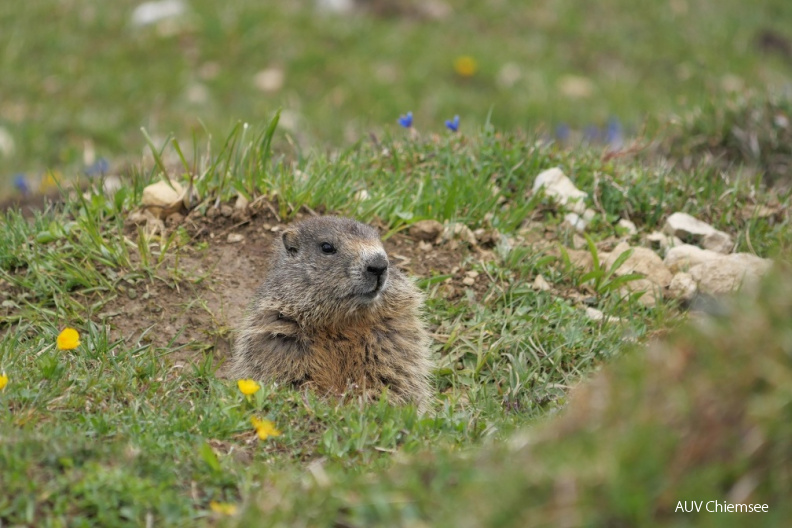 Murmeltier
Mit einem Klick! zur Fotogeschichte mit weiteren Bildern
Geigelsteingebiet / 25.05.2021 / Foto: Johannes Almer
AktNatBeo-210525-ja-06_Murmeltier.jpg
