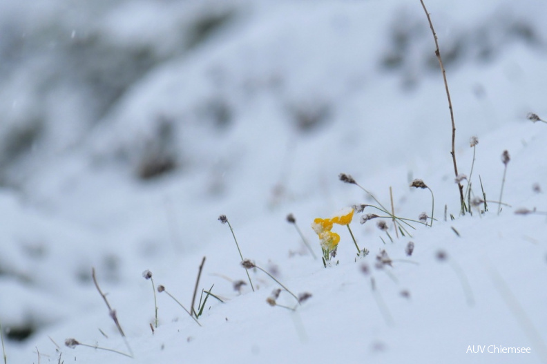 AktNatBeo-210525-ja-02_Wintereinbruch.jpg